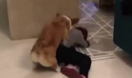 动物和人交配视频,探索自然与伦理的边界